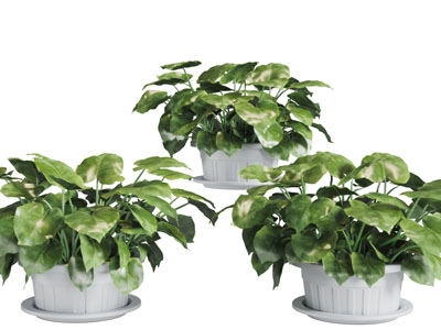 白色花盆里的绿萝盆栽植物