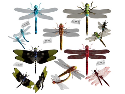 不同品种的蜻蜓飞行动物3d模型 不同品种的蜻蜓飞行动物