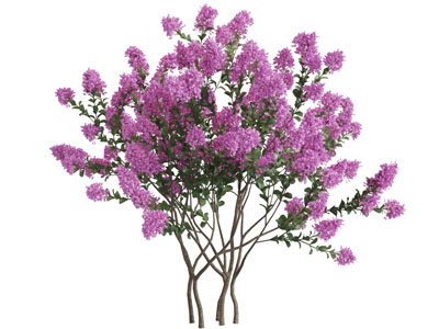 一棵开满玫红色花朵的景观树木