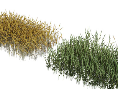 两块长方形麦田的麦苗花草植物