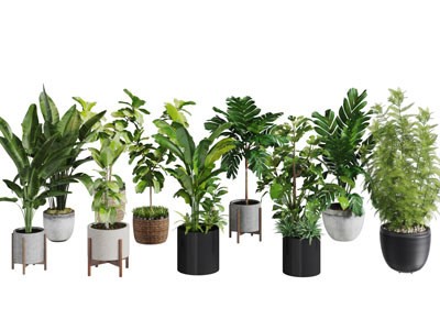 现代实木花架上的花盆盆栽植物