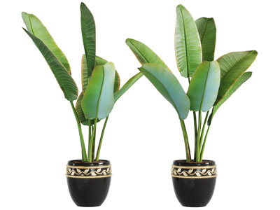 带有树叶图案花盆的盆栽植物