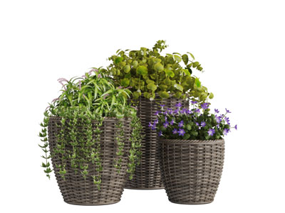 现代藤编花盆花篮的盆栽植物