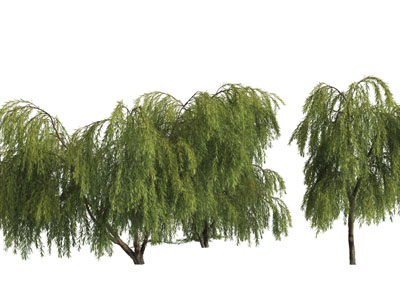 几棵垂丝柳树