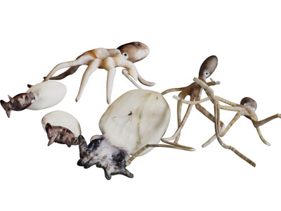 章鱼乌贼海洋水生动物