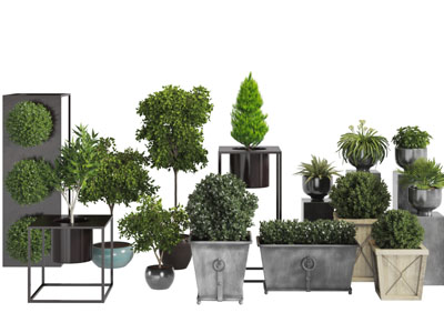 水泥花盆的盆栽植物