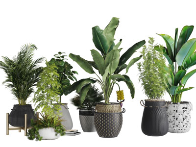 现代陶瓷花盆盆栽植物