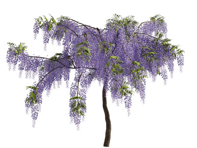 开满紫色花朵的景观树木