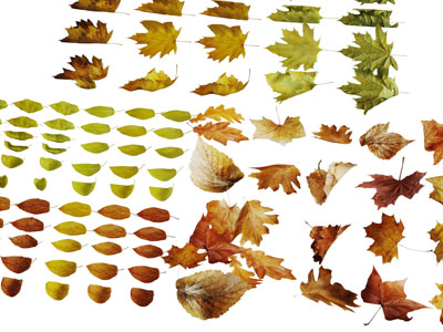 不同程度的黄色落叶