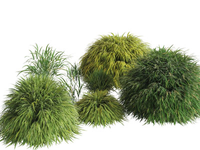 几丛圆形的花草