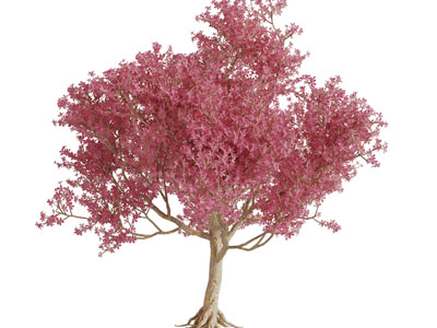 长满红色树叶的景观树木