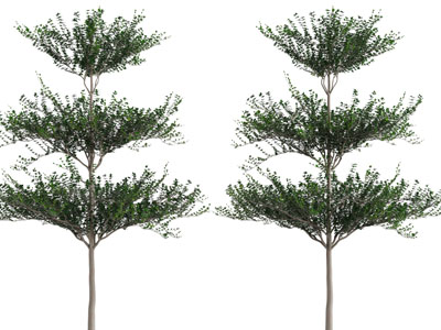 一棵高耸的大树