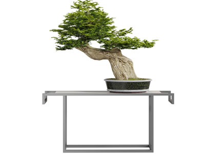 中式端景台松树盆景盆栽