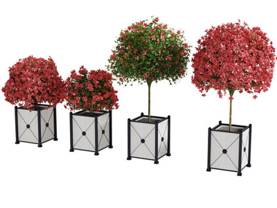 大型花盆盆栽花树植物