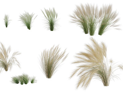 现代花草丛植物