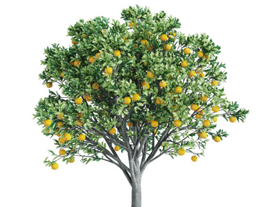 长满橘子的果树