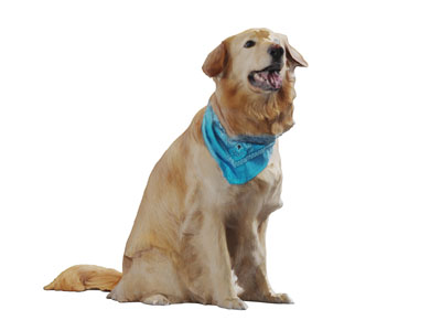 一只伸着舌头的金毛狗