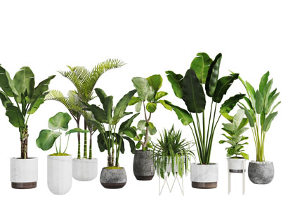 大叶植物盆栽植物