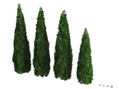 几棵直立高耸的松树