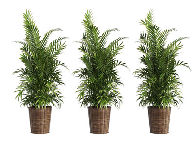 北欧藤编花盆植物