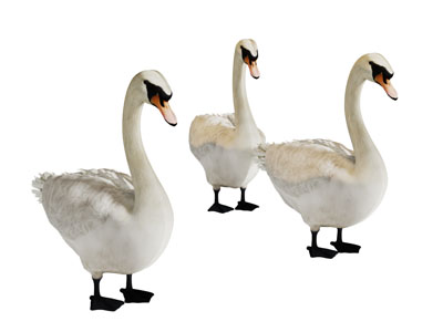 三只爬行动物鹅