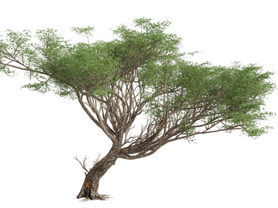 一颗苍老的大树