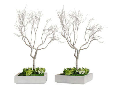 冬天落光树叶的景观树