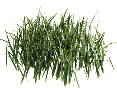 一丛麦苗花草植物