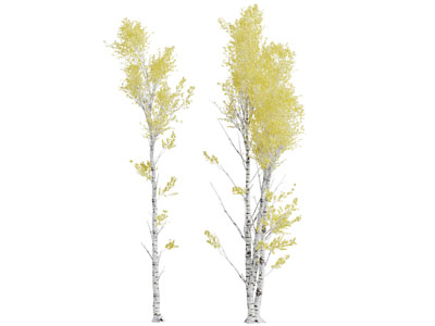 高耸如天的白桦树