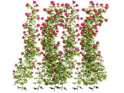 开着红色花朵的藤蔓植物