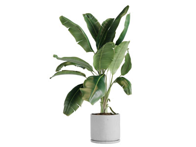 北欧芭蕉盆栽植物