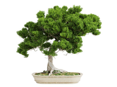 中式松树盆景盆栽