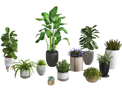 陶瓷花盆盆栽植物