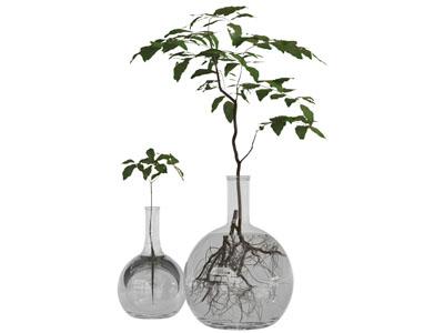 日式大肚花瓶水生植物