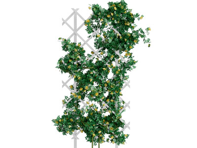 爬在花架上的藤蔓植物