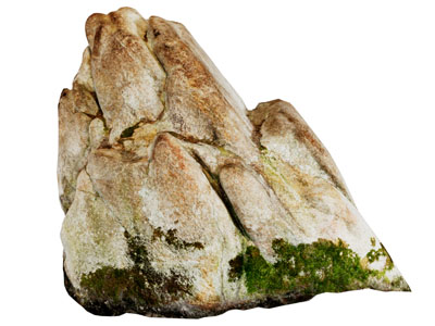 长满海苔的石头