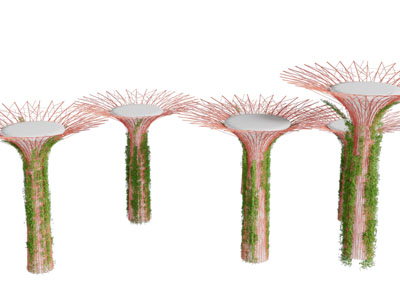 伞状爬满藤蔓植物的花架