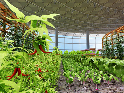 现代农家蔬菜温室大棚