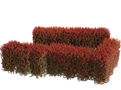 现代红色树叶灌木景观