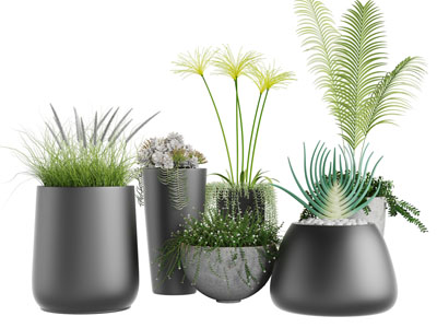 黑色陶瓷花盆盆栽植物