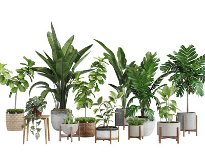 现代陶瓷藤编花盆盆栽植物