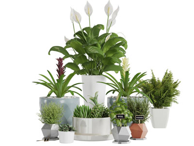 陶瓷花盆盆栽植物