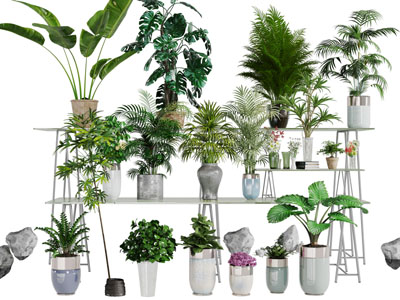 陶瓷花盆盆栽植物