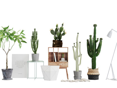 北欧仙人掌盆栽植物