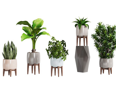 现代陶瓷盆栽植物