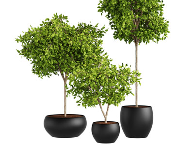 黑色陶瓷花盆盆栽植物