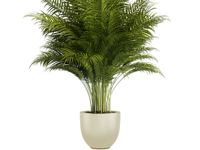 现代花盆散尾葵盆栽植物