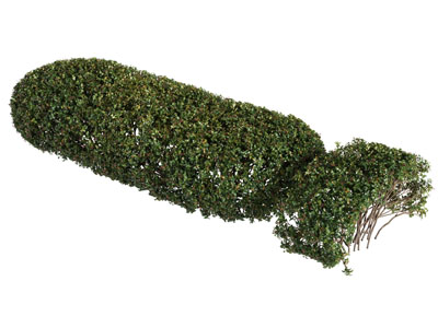 现代植物灌木景观