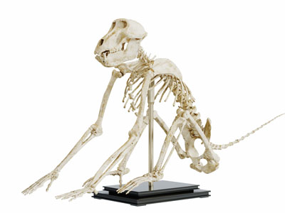 一直猴子的骨骼标本爬行动物