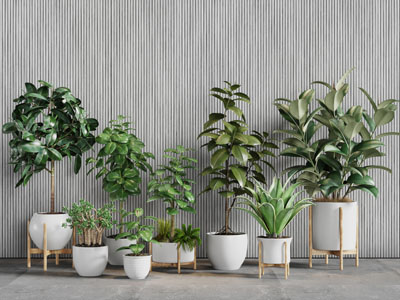 放在花架上的白色陶瓷花盆盆栽植物